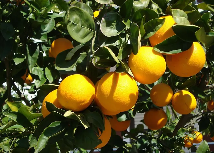 Hotel Castelli Hotel-adults Only