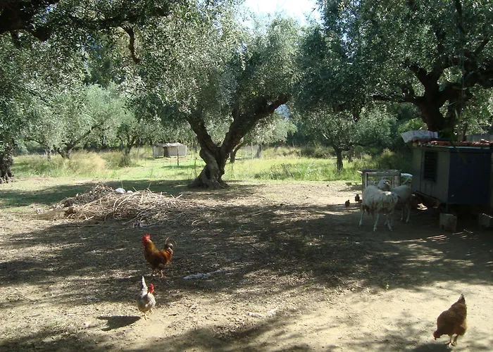 Castelli Hotel-adults Only 4* Laganas