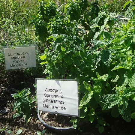 Castelli Hotel-adults Only Ξενοδοχείο