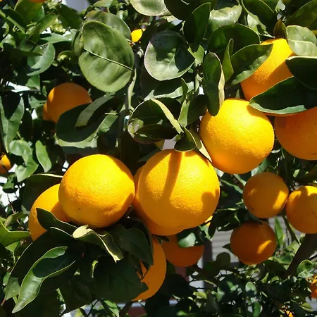 Ξενοδοχείο Castelli Hotel-adults Only