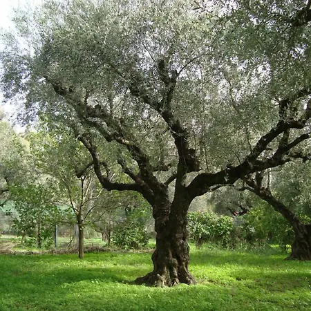 Ξενοδοχείο Castelli Hotel-adults Only